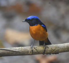 Niltava macgrigoriae