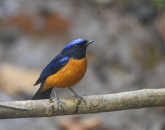 Niltava macgrigoriae