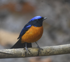 Niltava macgrigoriae