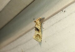 Cochylimorpha straminea