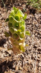 Moluccella laevis