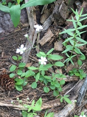 Moehringia