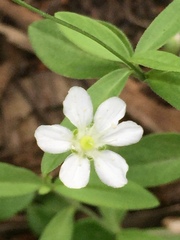 Moehringia