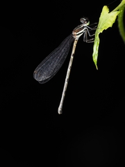 Onychargia