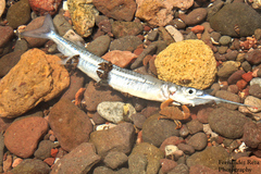 Hyporhamphus