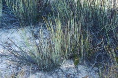 Lomandra collina