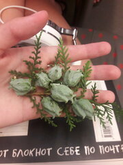 Platycladus orientalis