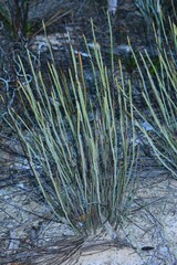 Lomandra collina