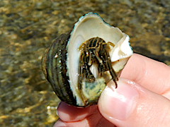 Clibanarius taeniatus