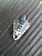 Zeuzera multistrigata