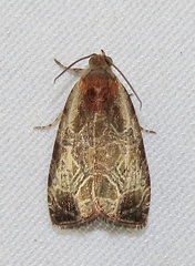 Olethreutes connectum
