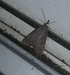 Hypena humuli
