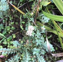 Pimelea orthia