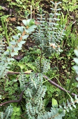 Pimelea orthia