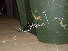 Latrodectus hesperus