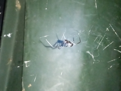 Latrodectus hesperus