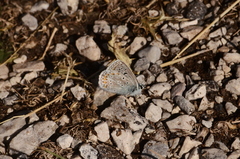 Polyommatus eros