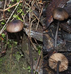 Entoloma asprellopsis