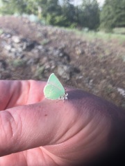 Callophrys affinis