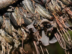 Banksiamyces macrocarpus