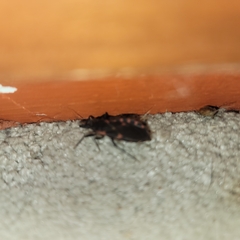 Triatoma sanguisuga