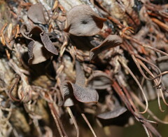 Banksiamyces macrocarpus