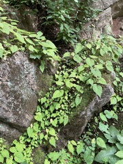 Begonia grandis
