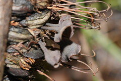 Banksiamyces macrocarpus