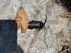 Prionus besikanus