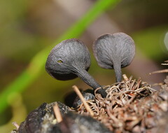 Banksiamyces macrocarpus