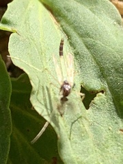 Chironomidae