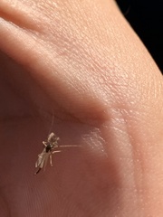 Chironomidae