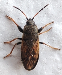 Megalonotus sabulicola