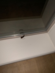 Enaphalodes hispicornis