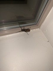 Enaphalodes hispicornis