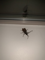 Enaphalodes hispicornis