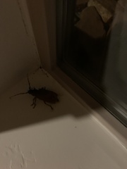 Enaphalodes hispicornis