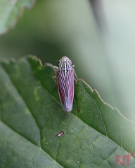 Apogonalia fraterna