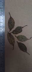Orophea thomsonii
