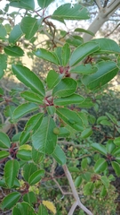 Arbutus andrachne