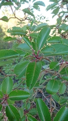 Arbutus andrachne