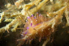 Unidentia aliciae