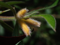 Persoonia mollis