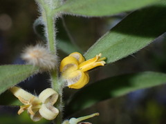 Persoonia mollis