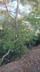 Arbutus andrachne