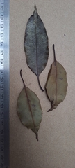 Orophea thomsonii