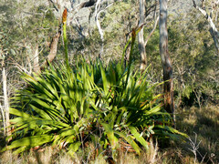 Doryanthes palmeri