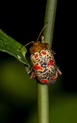 Podontia dalmani