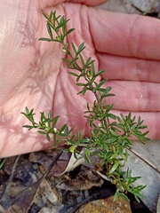 Cyanothamnus rigens