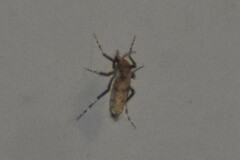 Chaoborus punctipennis